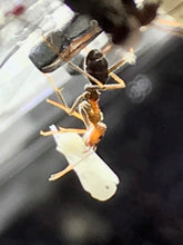 Ant Queen Iridomyrmex Purpureus Meat Ant