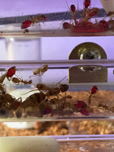 Ant Queen Camponotus from Cairns sp