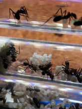 Ant Farm Acrylic Formicarium 2 tube design big DIY for live Ants