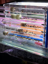 Ant Queen Iridomyrmex Purpureus Meat Ant