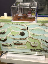 Ant Queen Bicknelli black pavement Ant