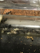 Ant Queen  Nontoncus sp