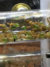 Ant Queen Camponotus from Cairns sp