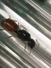 Ant Queen Camponotus from Canberra sp yellow Tail (yet unidentified)