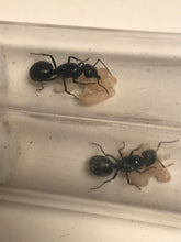 Ant Queen Camponotus Aeneopilosus Golden Sugar Ant  Gold Bum