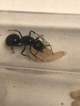 Ant Queen Camponotus Aeneopilosus Golden Sugar Ant  Gold Bum