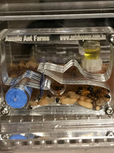 Ant Farm  Vertical Small - Formicarium