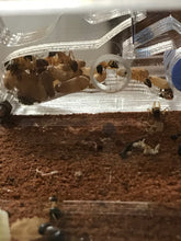 Ant Farm  Vertical Small - Formicarium