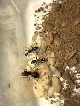 Ant Queen Camponotus from Canberra sp yellow Tail (yet unidentified)