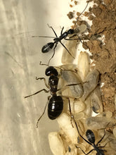 Ant Queen Camponotus from Canberra sp yellow Tail (yet unidentified)