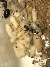 Ant Queen Camponotus from Canberra sp yellow Tail (yet unidentified)