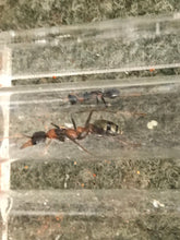 Ant Queen Bullant  Myrmecia  Nigrocinta