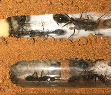 Ant Queen Bullant  Myrmecia Pyriformis