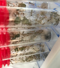 Ant Queen Green Tree Ant Oecophylla Smaragdina