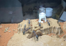 Ant Queen Bullant  Myrmecia Nigricepts