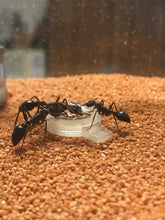 Feeding Bowl with steps