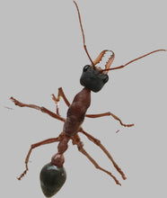 Ant Queen Bullant  Myrmecia Nigricepts