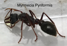 Bullant Queen + Den Package