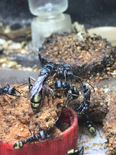 Ant queen Myrmecia Golden Tailed Bullant Myrmecia Fulviculis and others