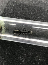 Ant Queen Camponotus Aeneopilosus Golden Sugar Ant  Gold Bum