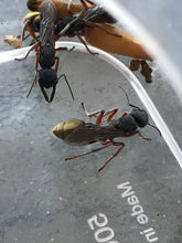 Ant queen Myrmecia Golden Tailed Bullant Myrmecia Fulviculis and others