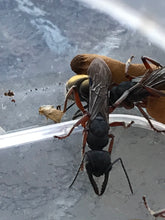 Ant queen Myrmecia Golden Tailed Bullant Myrmecia Fulviculis and others