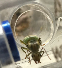 Ant Queen Green Tree Ant Oecophylla Smaragdina