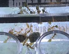 Ant Queen Green Tree Ant Oecophylla Smaragdina