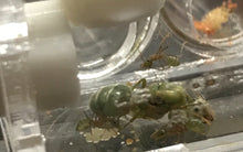 Ant Queen Green Tree Ant Oecophylla Smaragdina