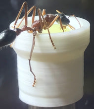 Ant Queen Bullant  Myrmecia Nigricepts