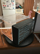 Ant Queen Bullant  Myrmecia Simillima (ergatoid)