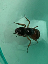 Ant Queen Camponotus from Canberra sp yellow Tail (yet unidentified)