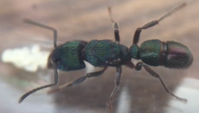 Ant Queen Rhytidoponera metallica