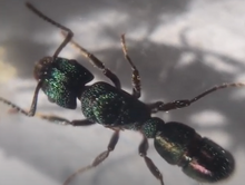 Ant Queen Rhytidoponera metallica