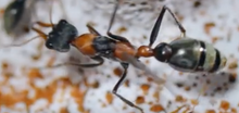 Ant Queen Bullant  Myrmecia  Nigrocinta