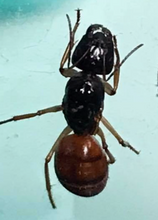 Ant Queen Camponotus from Canberra sp yellow Tail (yet unidentified)