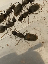 Ant Queen Iridomyrmex Purpureus Meat Ant