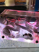 Ant Queen Camponotus Consobrinus  Sugar Ant