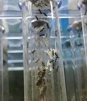 Ant Queen Bicknelli black pavement Ant