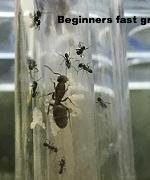 Ant Queen Bicknelli black pavement Ant