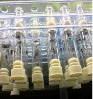 Ant Queen Bicknelli black pavement Ant