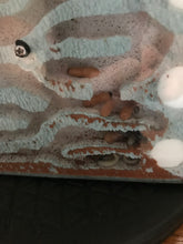 Ant Queen Bullant  Myrmecia Simillima (ergatoid)