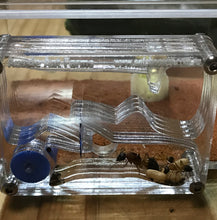 Ant Farm  Vertical Small - Formicarium