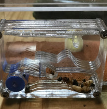 Ant Farm  Vertical Small - Formicarium
