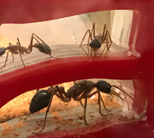 Ant Farm  Vertical Model 2  Combo-Large-Formicarium