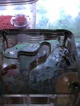 Ant Farm Formicarium Acrylic Hydration sponge founding size for Live Ants