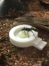 Feeding Bowl with steps