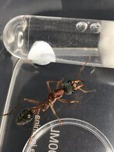 Ant Queen Bullant  Myrmecia Nigricepts