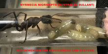 Ant Queen Bullant  Myrmecia Nigricepts