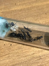 Ant Queen Camponotus Aeneopilosus Golden Sugar Ant  Gold Bum